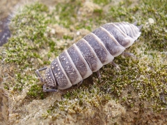 Hemilepistus fedtschenkoi