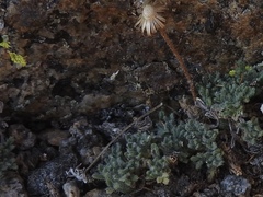 Erigeron vagus