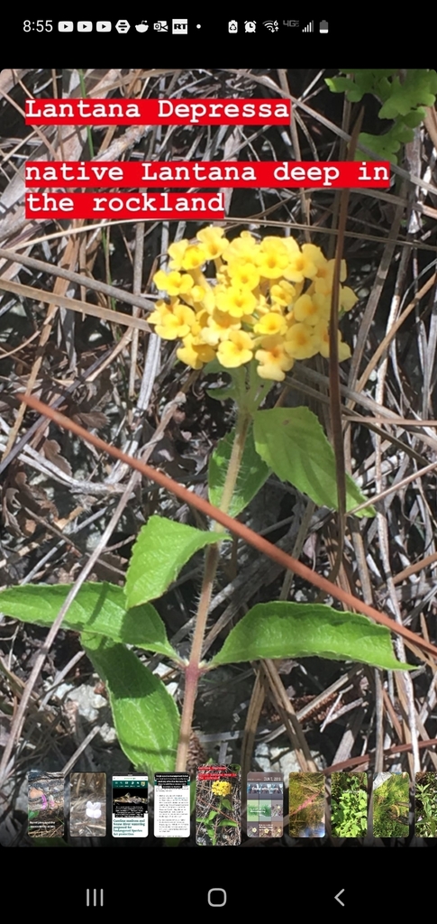 Pineland Lantana from Quail Heights, FL 33177, USA on September 18 ...