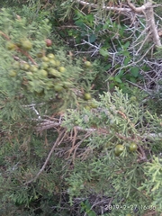 Juniperus phoenicea