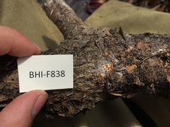 Arachnopeziza aurelia