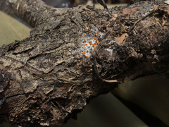 Arachnopeziza aurelia