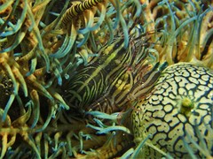 Synalpheus stimpsonii