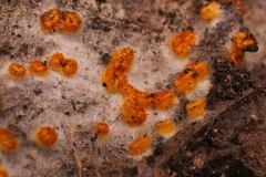 Arachnopeziza aurelia