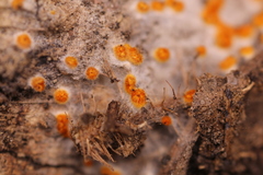 Arachnopeziza aurelia