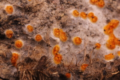Arachnopeziza aurelia