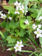 Saxifraga maderensis image