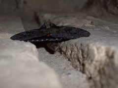 Catocala umbrosa