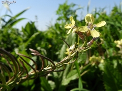 Enarthrocarpus arcuatus