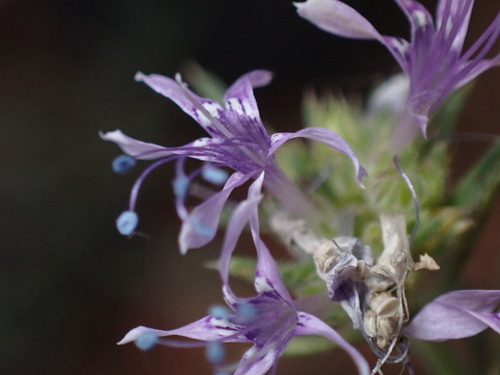 Image of Ipomopsis multiflora by (c) Jared Shorma, some rights reserved (CC BY)