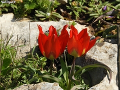 Tulipa agenensis