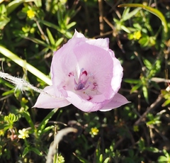 Calochortus uniflorus