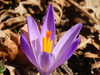 Spring Crocus - Photo (c) Emanuele Santarelli, some rights reserved (CC BY-SA), uploaded by Emanuele Santarelli