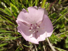 Calochortus uniflorus