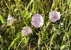 Calochortus uniflorus