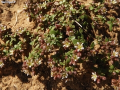 Polycarpon succulentum