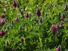 Trifolium purpureum