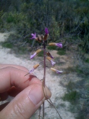 Boechera sparsiflora