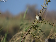 Prinia gracilis