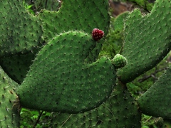 Opuntia durangensis