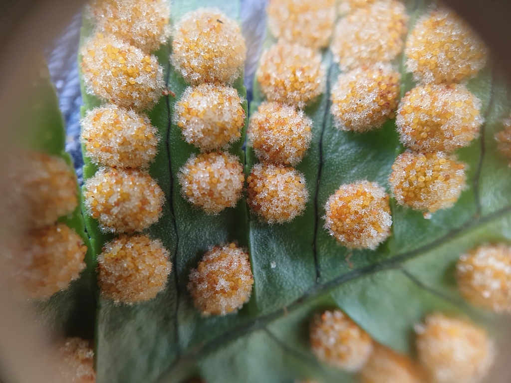 Appalachian rockcap fern