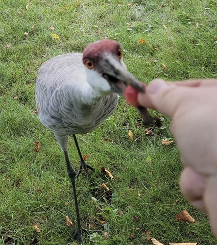 Sandhill Crane photographed in New York
