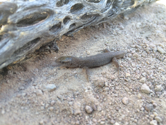 Xantusia vigilis