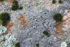 Rufoplaca arenaria