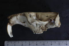 Cratogeomys merriami