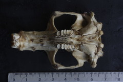 Cratogeomys merriami
