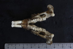 Cratogeomys merriami