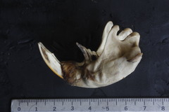 Cratogeomys merriami
