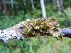 Tuckermanopsis americana