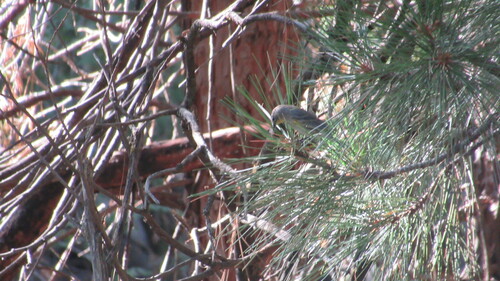iNaturalist observation photo of Yellow-rumped Warbler