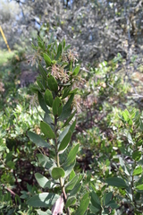 Arctostaphylos virgata