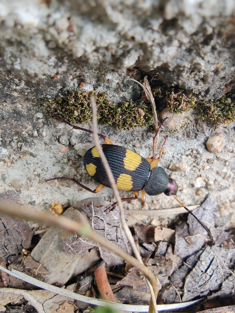 Chlaenius panagaeoides