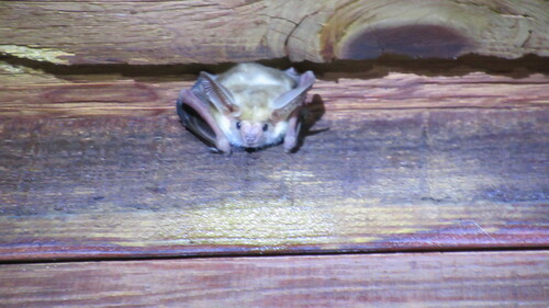 iNaturalist observation photo of Pallid Bat