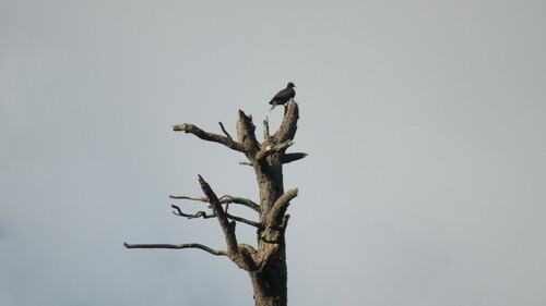 iNaturalist observation photo of Band-tailed Pigeon