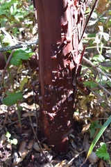 Arctostaphylos virgata