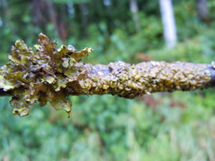 Tuckermanopsis americana