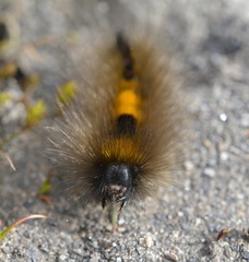 Gynaephora groenlandica