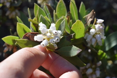 Arctostaphylos virgata
