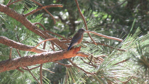 iNaturalist observation photo of Western Bluebird