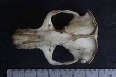 Cratogeomys merriami