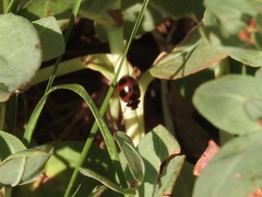 Coccinella monticola
