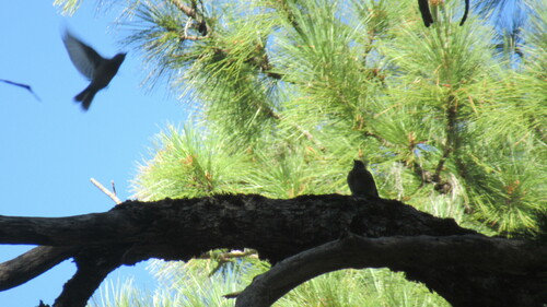 iNaturalist observation photo of Western Bluebird