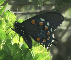 Battus philenor hirsuta