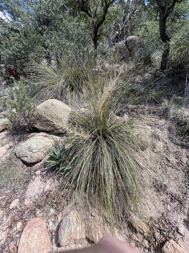 Nolina microcarpa