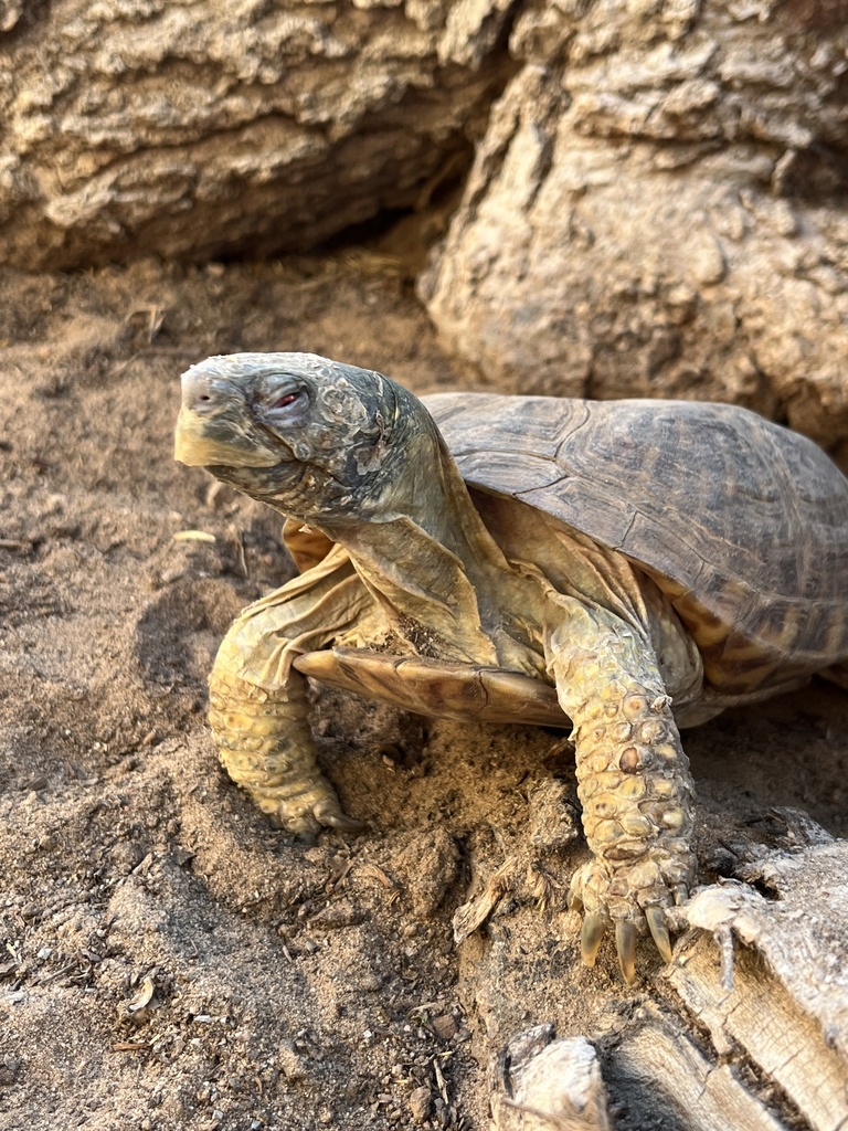 Desert Box Turtle in September 2023 by Christopher Nowakowski. Captive ...