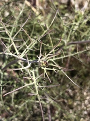 Chaenactis stevioides